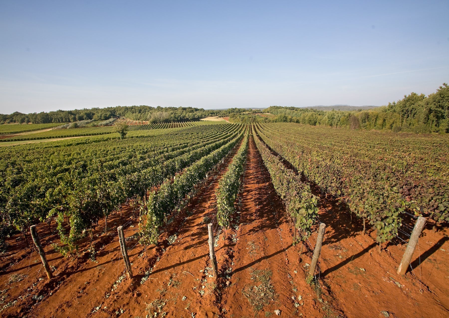 Rows of grapevines in a sunlit vineyard with rich red soil, surrounded by forested hills under a clear blue sky.